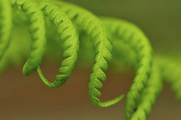 Oregon, Mt Hood NF Lady fern leaves unfurling